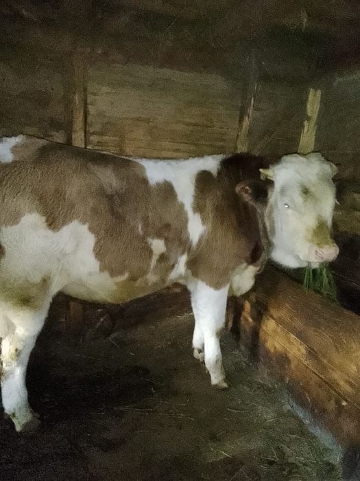 Tăuraș de vanzare
