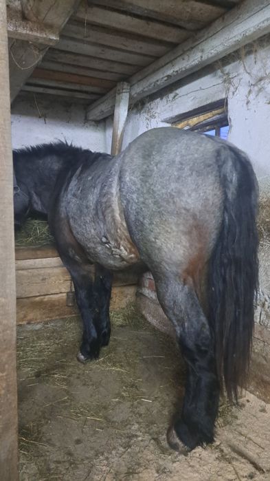 Vând iapa si mânză