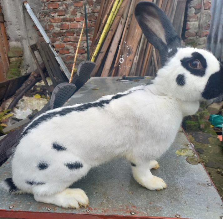 Iepuri fluture german- adulti-2 femele si un mascul