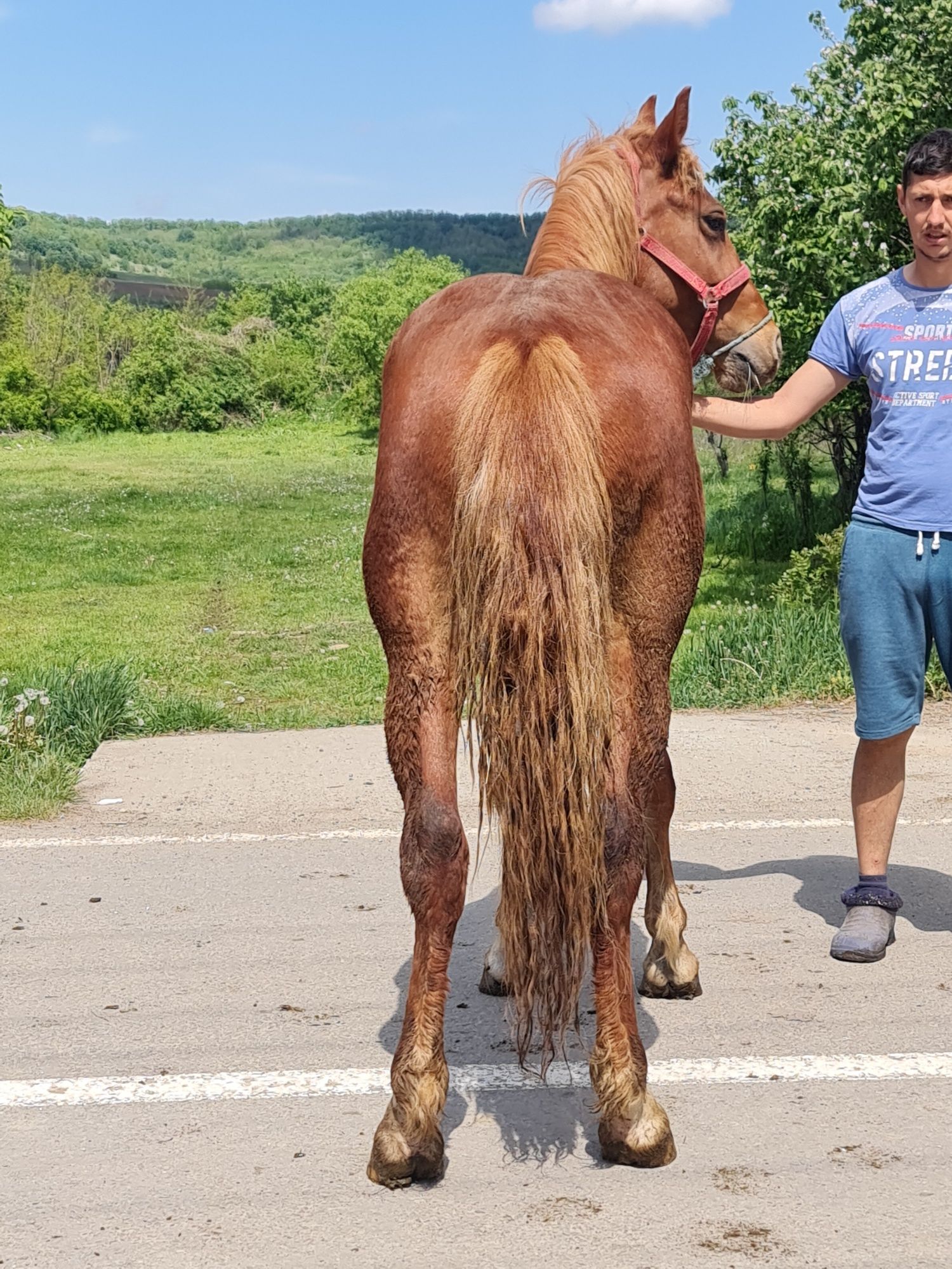 Vând un mânz frumos