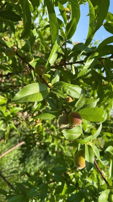 6 sotiq 2 etajli( yashasa bo'ladi) yana 2 sotiqni qo'shib olsa boladi