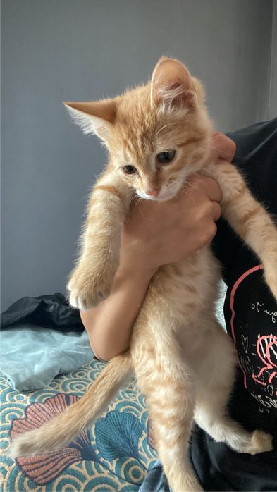 Отдам в хорошие руки котенка, к лотку приучен