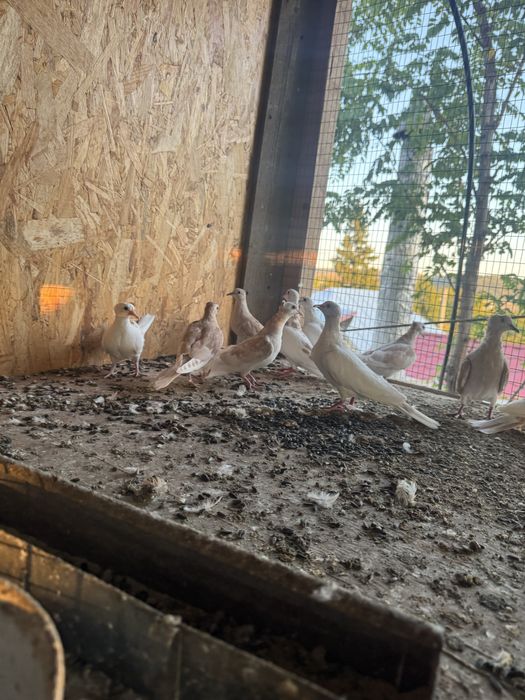 Turturele razatoare si aripa de bronz