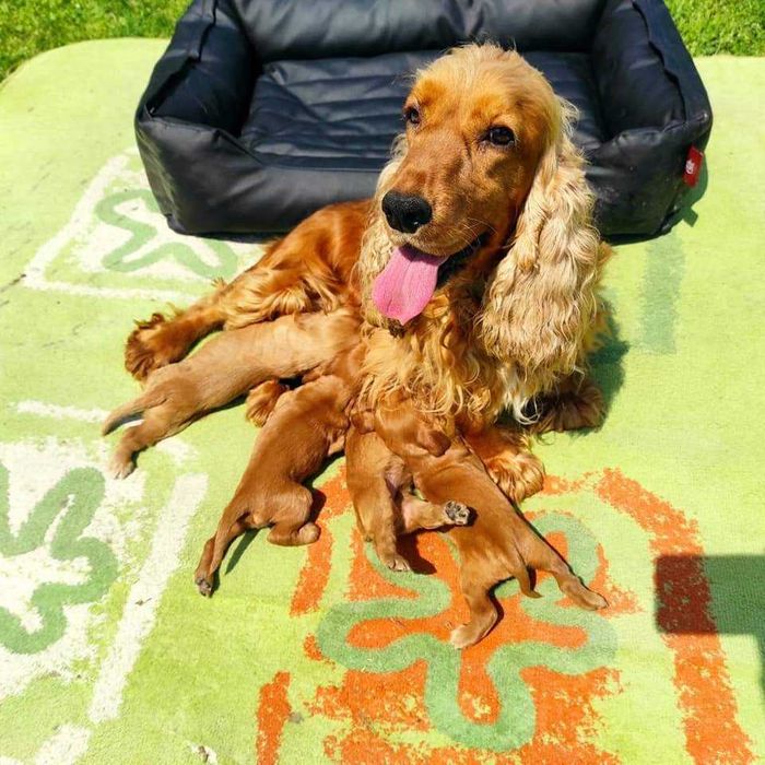 Кокер шпаньол  момче родословен баща