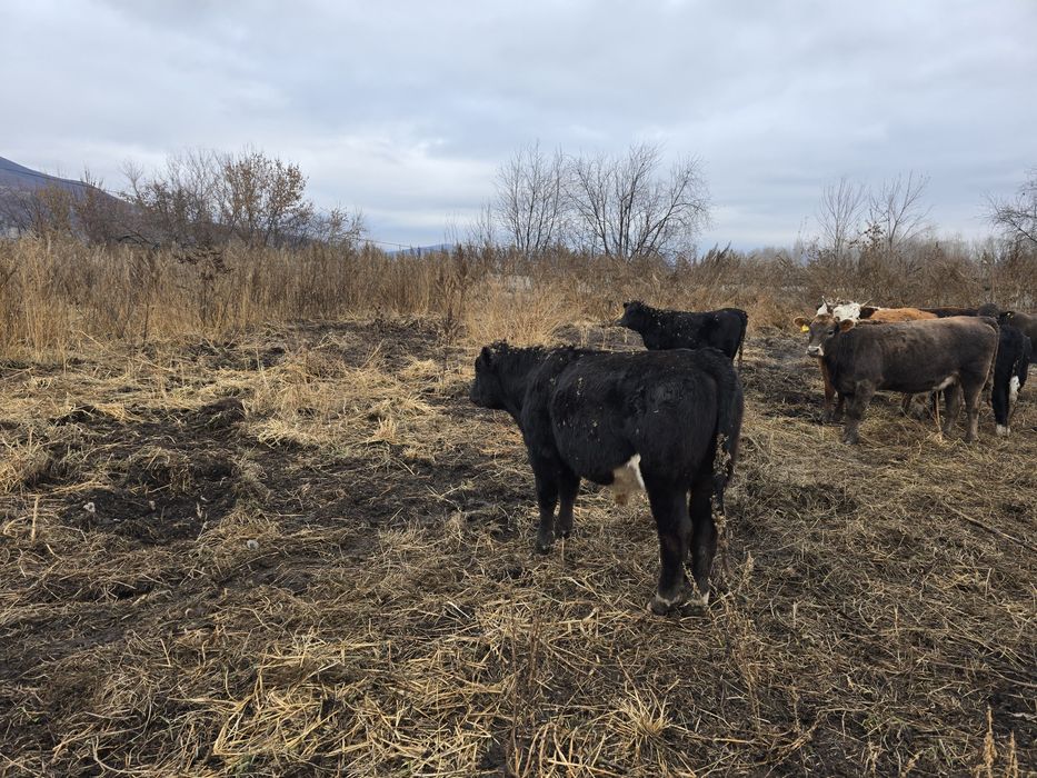 Продам бычка подсос