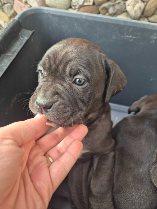 Кане Корсо / Cane Corso