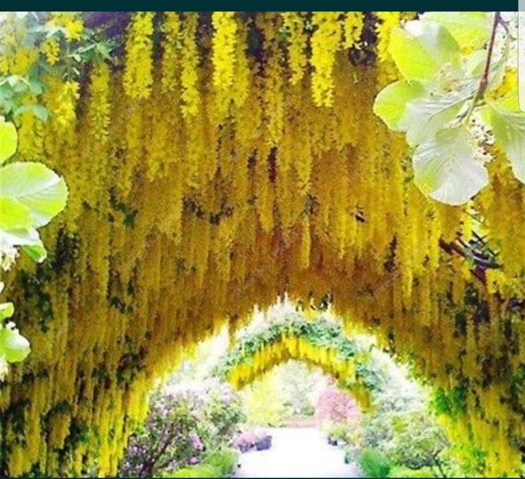 Glicina planta liana si parfumata