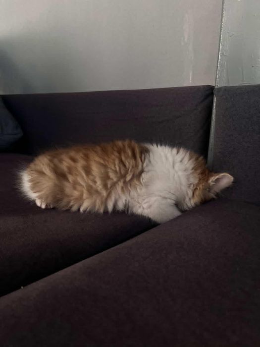 Кот,двух месяцев
