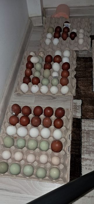 Ouă Marans araucana sebringht și appenzeller