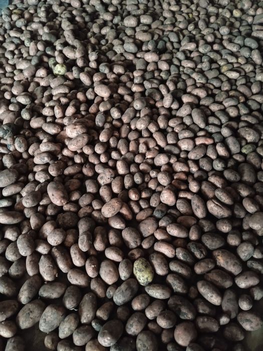 Картофель дачный