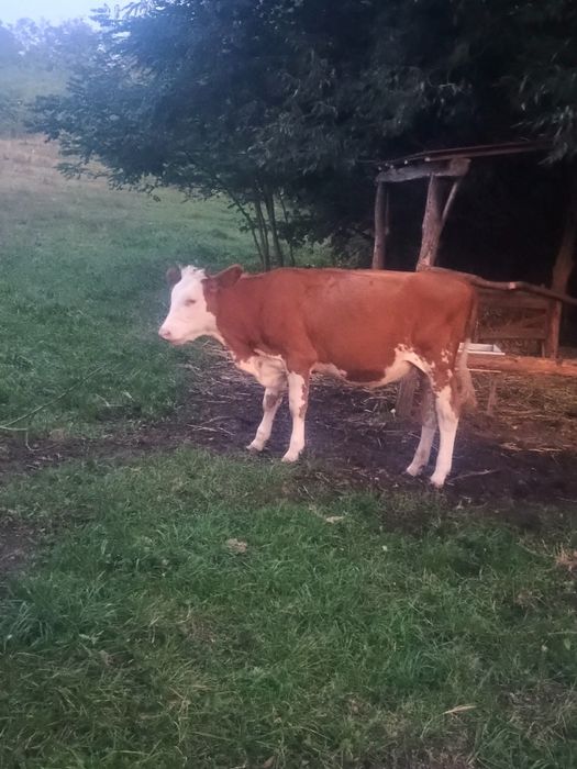 Junincă de vânzare