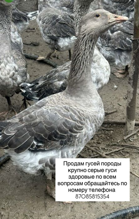 Продам гусей срочно