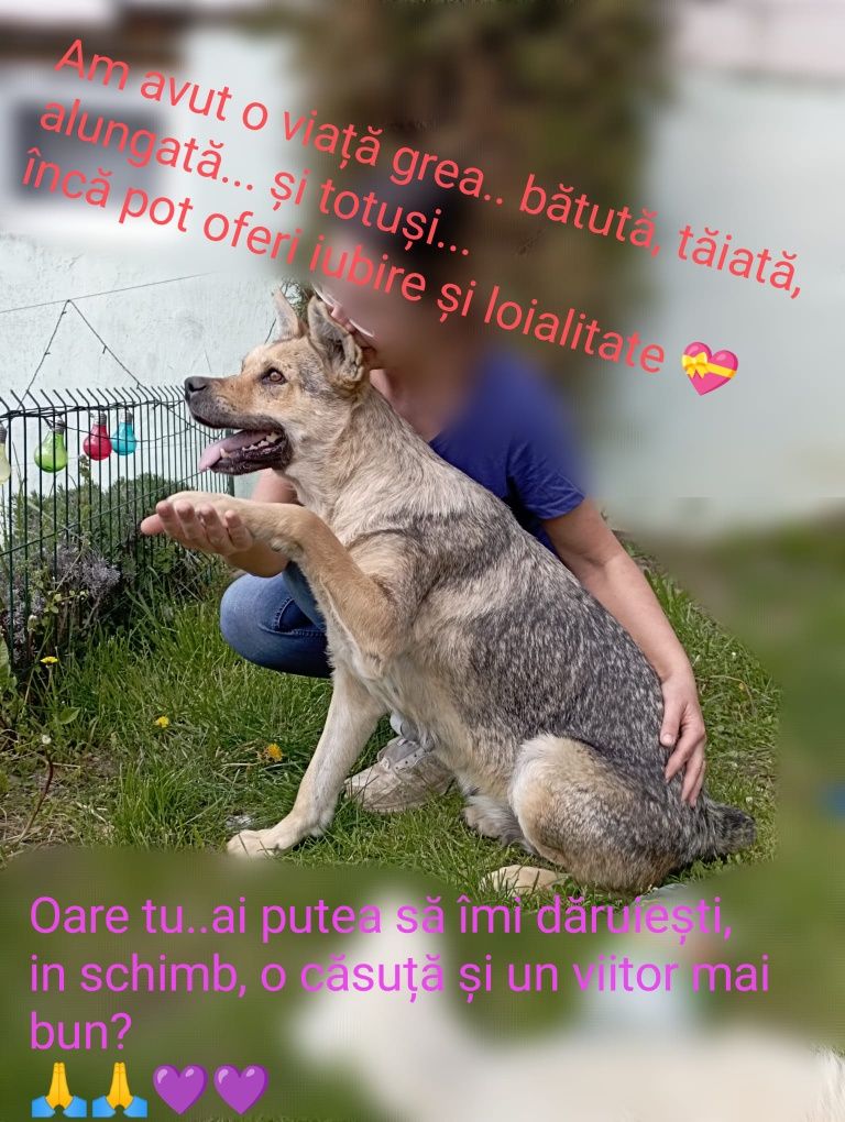 Căței pt adoptie