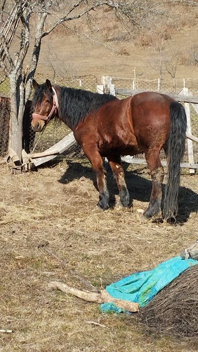 Cal de vânzare  sau schimb cu vaci                  .
