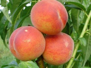 Pomi fructiferi columnari!