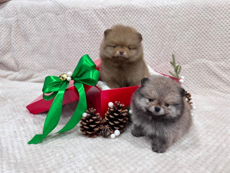 Продам мини шпицов