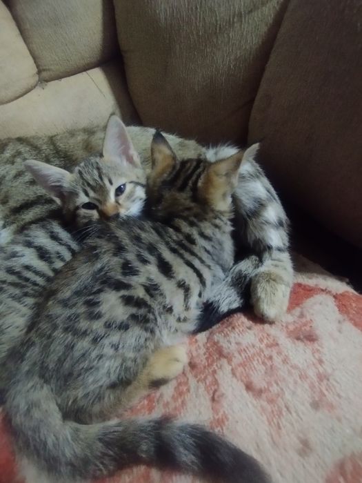 Отдам котят в даром хороший людям заботливым хорошо кушает и пьет