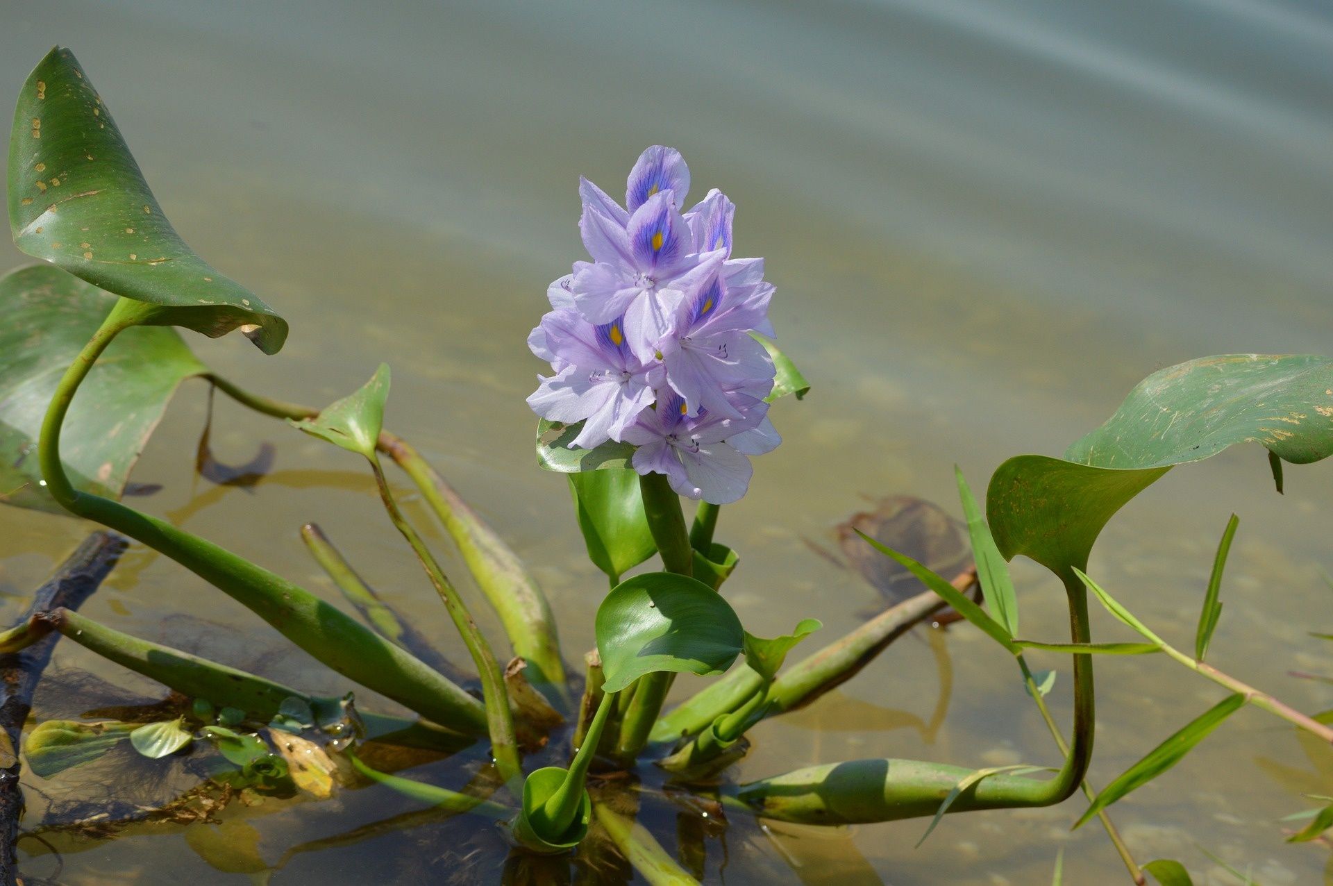 Продавам Воден зюмбюл, Воден хиацинт (Eichornia crassipes)