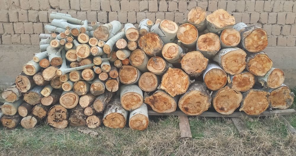 Ўтин сотилади. Кўк терак.