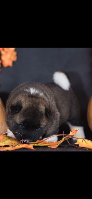 Продам Щенков Американской Акиты