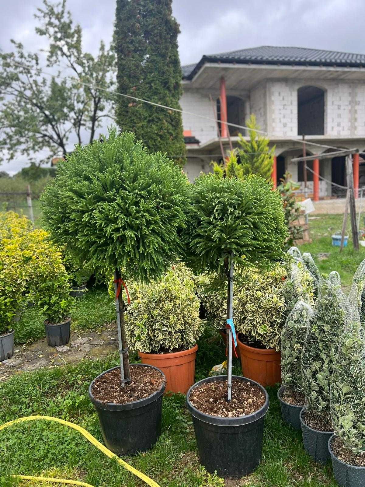 Amenajează-ți grădina cu plante ornamentale superbe