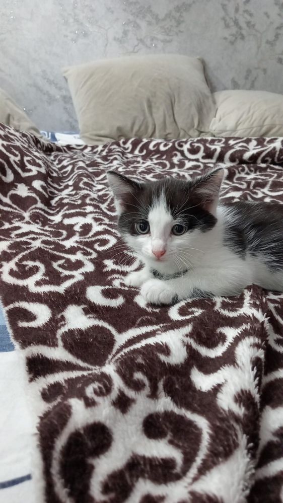 Отдам котёнка девочку