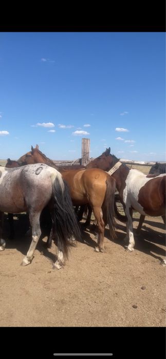 Уйиримен жылкылар сатылады
