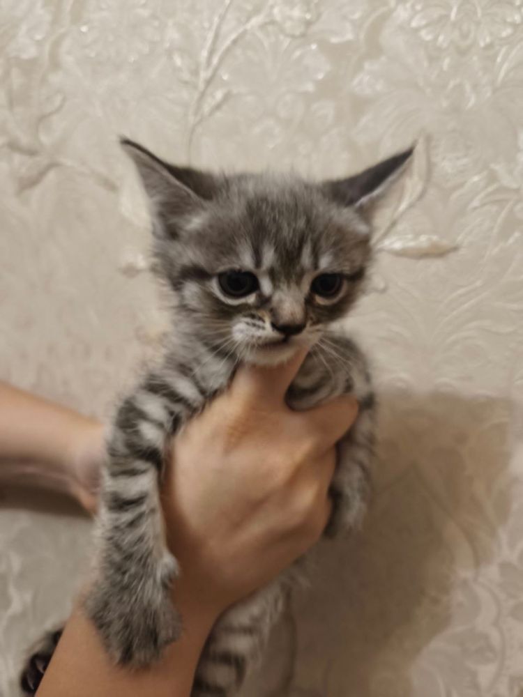 Продаётся котенок