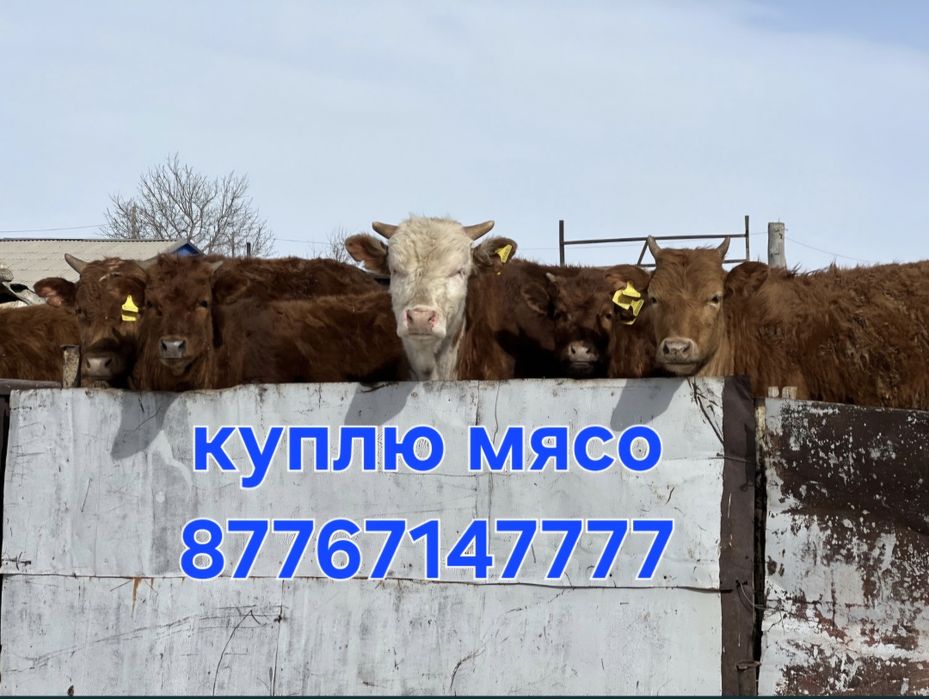 Говядина и конина.  Вынужденный забой