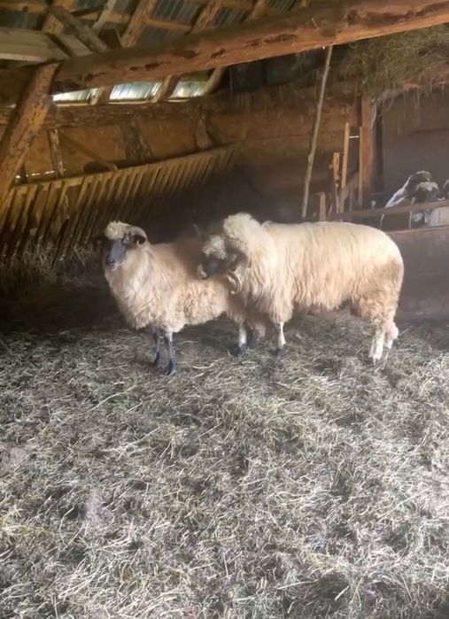 Berbec cu nasu alb la ofertă