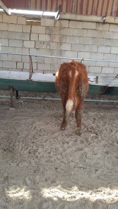 Grenfort buqacha sotiladi