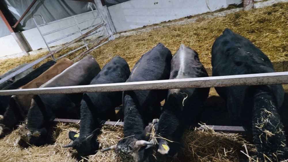 Vand Taurasi/tauri Angus si baltati