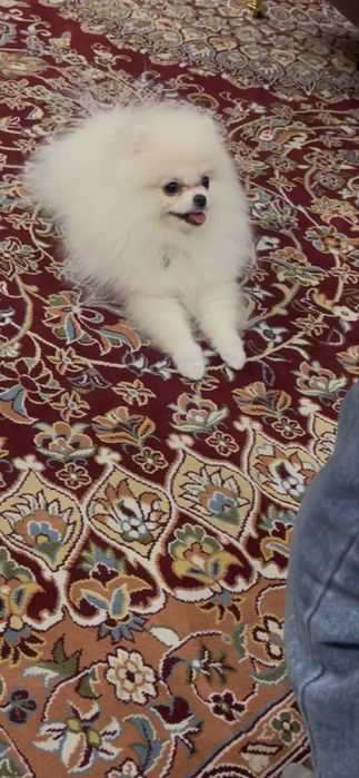 Собачка аргинал девочка  шпиц