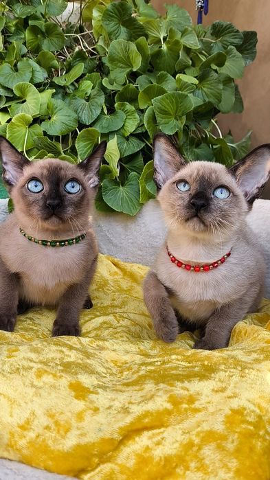 БУРМАНСКИЕ котята ! Открыта бронь на новый год