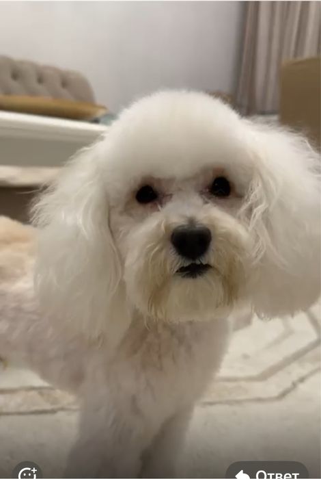 Вязка для Мальтипу F-1  , кабель год и шесть месяцев,  цвет кремовый .