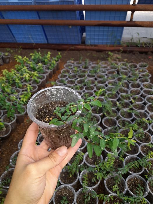 Dekorativ O'simliklar Nihollari