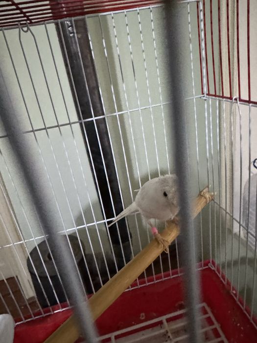 Kanareyka modalar sotiladi jami 3ta donasi 200 sirochni sotiladi