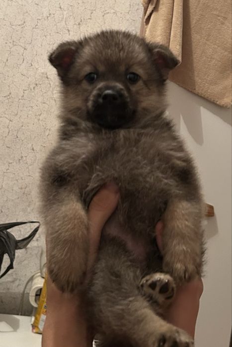 отдам в добрые руки щенка