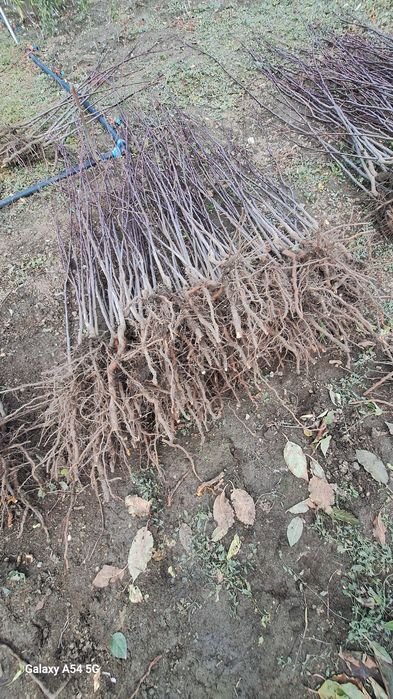 Vând pomi fructiferi altoiți