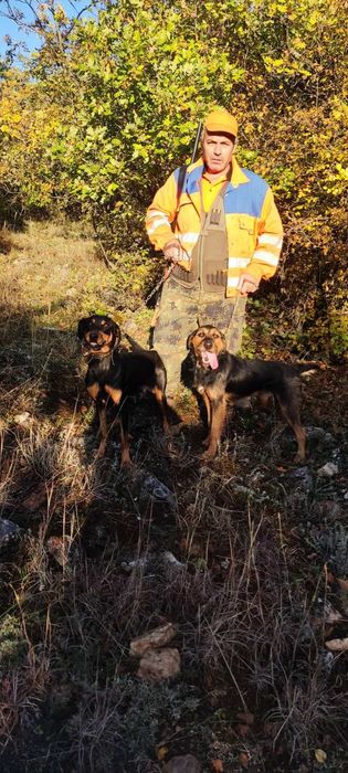 Ловджийски кученца(Майка-Гонче Баща-Барак) -4 налични кученца