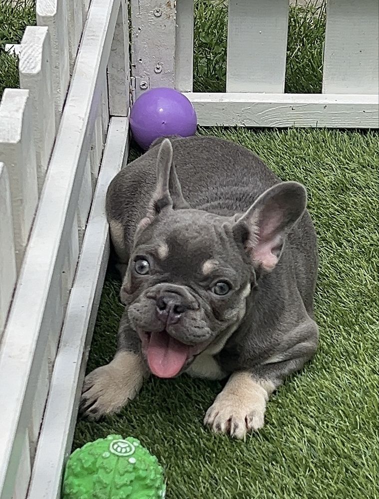 Bulldog francez fetita