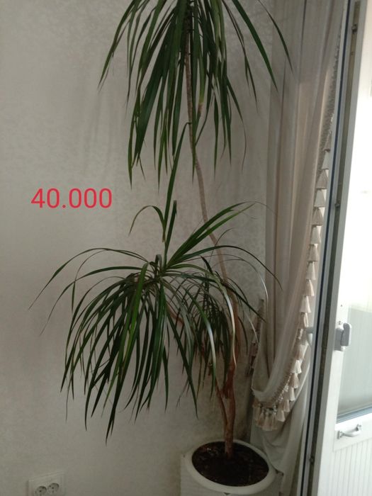 Продам живые комнатные цветы г