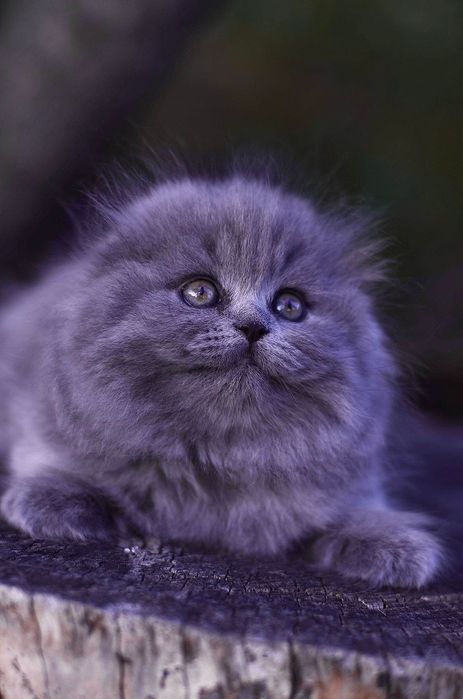 Scottish fold  de calitate.