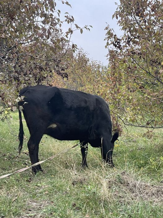 Корова стельная (буаз) 5 месяцов
