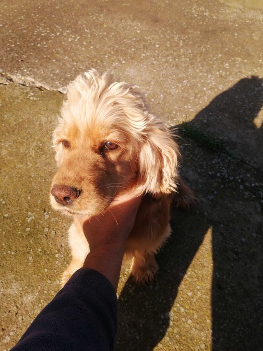 Женско Куче за трюфели