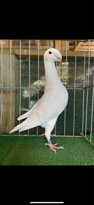 Voiajori germani albi