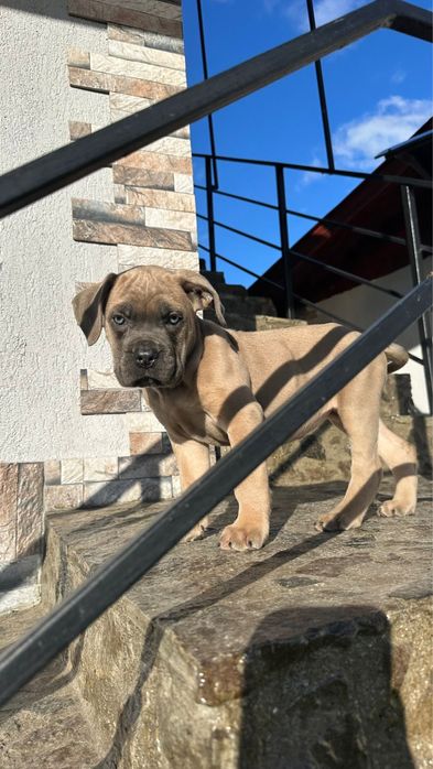 Cane Corso cu Pedigree