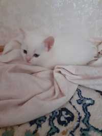 Беленький котенок (мальчик)