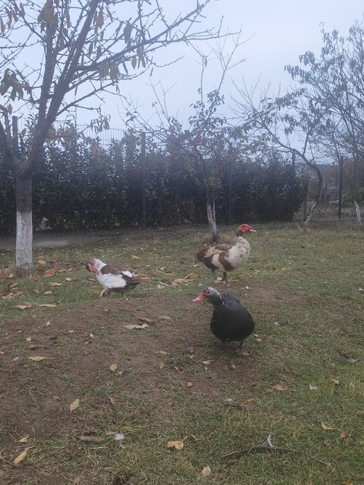 Vând rate și rățoi