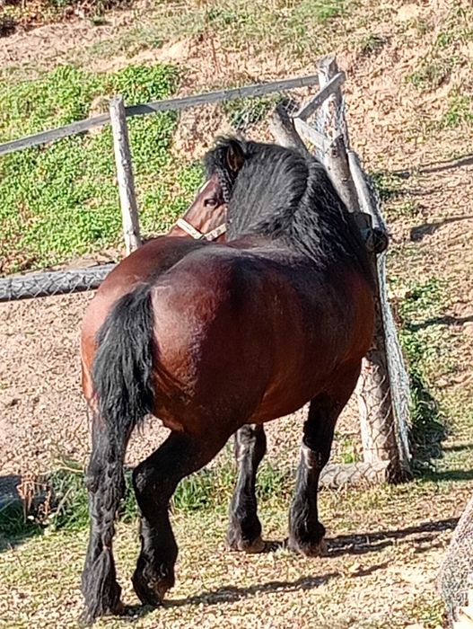 De vânzare armăsar